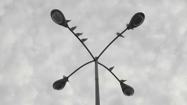 Birds pearch on a 4 way light in a parking lot with overcast skies