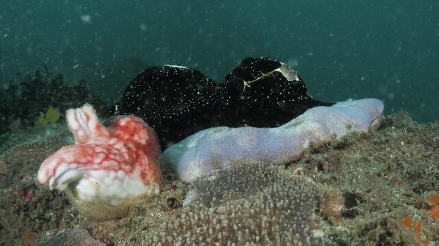 A cluster of elegant egg cowrie sea snails rests on a coral reef, their smooth shells and detailed mantles dramatically highlighted by a scuba diver's torch.