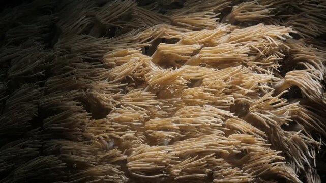 Mesmerising slow-motion video of colorful, plush coral drifting in the marine park current. Ideal for nature documentaries, environmental advocacy, and travel content