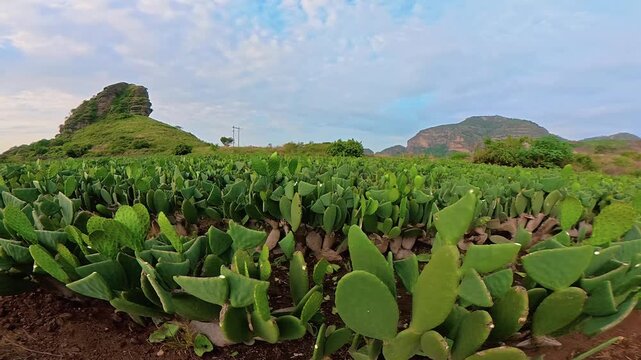 Timelapse of clouds moving over cactus field in tlayacapan, mexico
