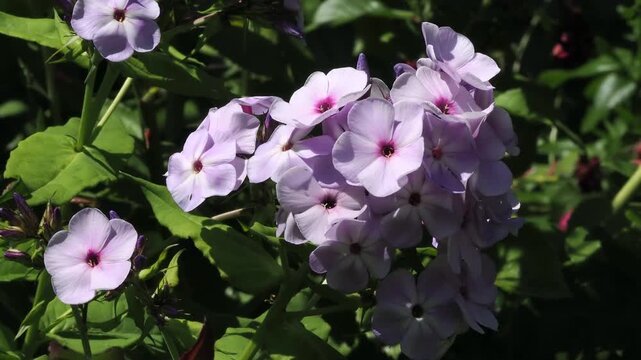 Pink phlox flowers opened fully for the sunshine