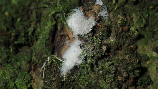 Macro video of a thriving colony of woolly aphids (family Aphididae) covered in white filamentous wax as they feed on the sap of a woody plant.
