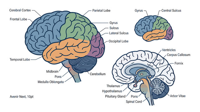 Human Brain Anatomy Diagram: Lobes, Cerebellum, Brainstem, and Ventricles