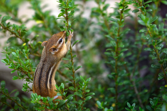 Curious Eastern Chipmunk Foraging and Reaching into Lush Green Shrub