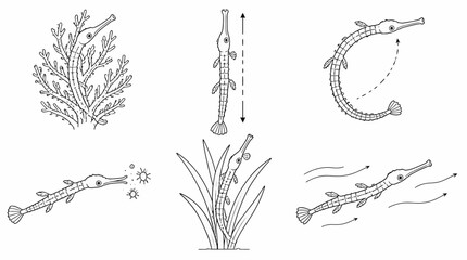 Obraz premium Pipefish swimming and hiding, detailed line art illustration set