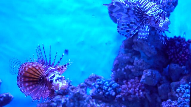 Two exotic lionfish with vibrant striped patterns and long, feathery fins float elegantly in a bright blue aquarium tank with corals.