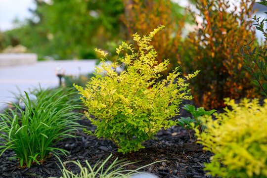High-Angle Shot of a Golden Sunshine Ligustrum Shrub in Dark Mulch