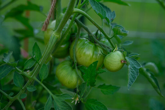 Unripe Green Tomatoes Growing on a Vine in a Backyard Garden