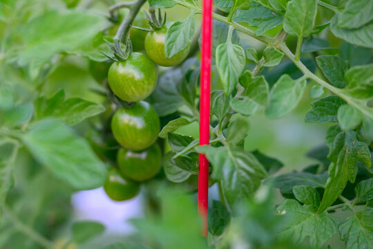Unripe Green Cherry Tomatoes Growing on a Vine in a Backyard Garden