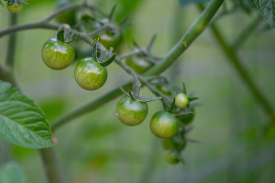 Unripe Green Cherry Tomatoes Growing on a Vine in a Backyard Garden