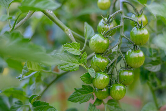 Unripe Green Cherry Tomatoes Growing on a Vine in a Backyard Garden