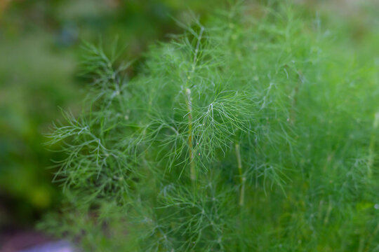 Fresh Green Dill Plant Growing Lush and Feathery in an Herb Garden