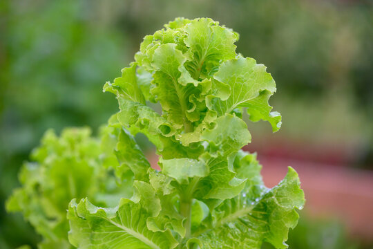 Homegrown Organic Salad Greens and Fresh Lettuce in a Backyard Raised Garden Bed