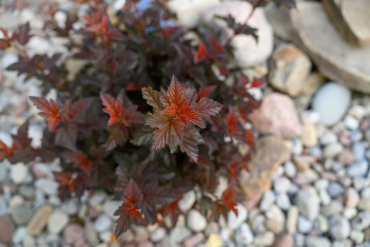 Close-Up of Jubilee Ninebark Shrub with Red and Purple Foliage by Stone Pathway