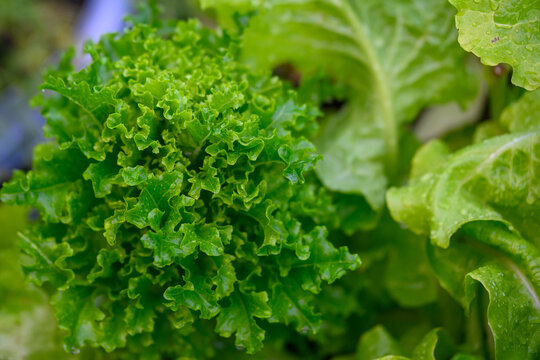 Homegrown Organic Salad Greens and Fresh Lettuce in a Backyard Raised Garden Bed