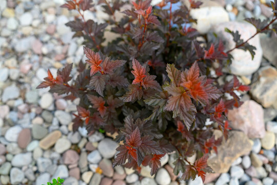 Close-Up of Jubilee Ninebark Shrub with Red and Purple Foliage by Stone Pathway