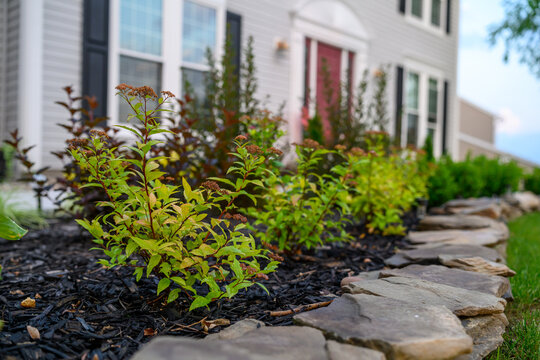 Red Barberry Shrub, fire rocket in Modern Residential Landscaping