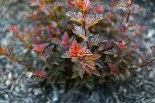 Close-Up of Jubilee Ninebark Shrub with Red and Purple Foliage by Stone Pathway