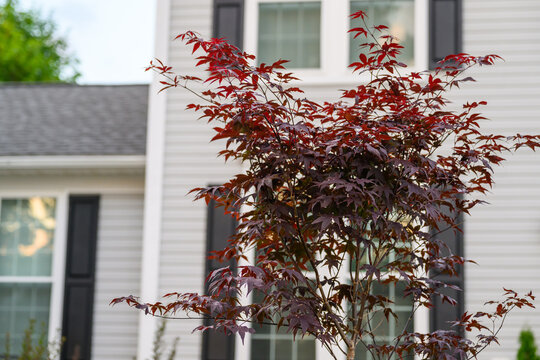 Young Red Japanese Maple Tree in Front of a Suburban Two-Story House