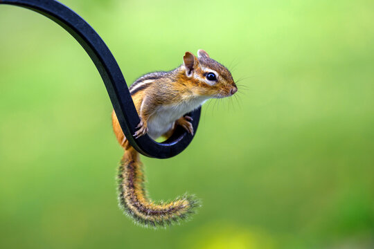 Cute Eastern Chipmunk Perched on a Metal Garden Hook with Soft Green Background