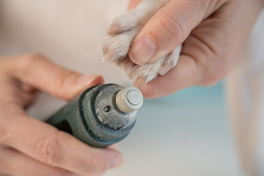 A veterinarian files a dog's nails with a grinder. Grooming salon.