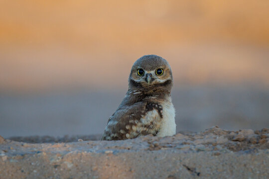 A Burrowing Owlet in Sunrise