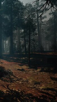The scene shows a dense forest with many tall trees. Soft light filters through the branches, creating a mystical atmosphere. The ground is covered with brown leaves and dirt.