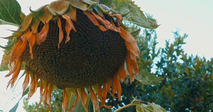 A large drooping sunflower head filled with ripe seeds