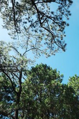 Fototapeta premium Looking up at pine tree branches against a clear blue sky in a forest setting