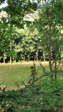 Trees grow beside a river. The sun shines through the green leaves. Water reflects sunlight. Birds can be heard in the background. The scene is lively and full of nature.