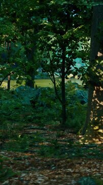 A path winds through a dense forest filled with trees and rocks. Sunlight filters through the leaves, illuminating an area near a body of water. The scene captures natures beauty.