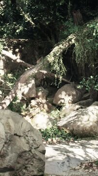 In a natural area, sunlight filters through trees onto large rocks. Green plants grow among the stones, creating a blend of textures. The scene captures the essence of outdoor exploration.