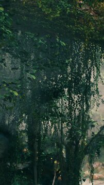 In a lush forest, green vines drape from tree branches. Soft light shines through the leaves, creating shadows on the ground. The scene shows the beauty of nature in a quiet moment.