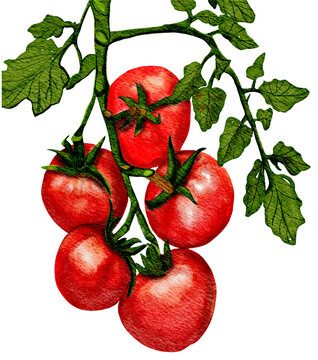 Cherry tomatoes with leaves ini watercolor 