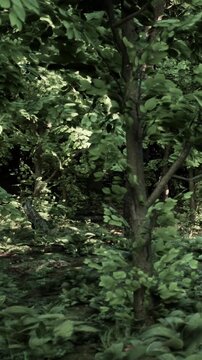 Trees and plants create a dense forest scene with many green leaves. Sunlight filters through the branches, revealing the forest floor. Quietness surrounds the area under the trees.