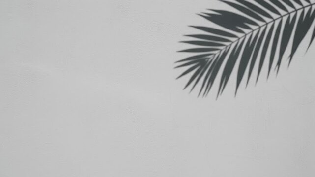 Tropical Palm Leaf Shadow Serene Nature Plant Silhouette Design Background Light Textured White, Peaceful Ambiance, Summer Themes, Minimalist Design, Tranquil Atmosphere Evoked by Sunlight and Frond