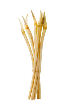 Close-up of Bundled Fresh Lotus Shoots on White Background

