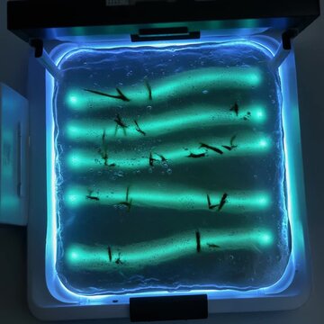 Plant Genetics Research with Gel Electrophoresis Bands under Ultraviolet Light in Laboratory Setting