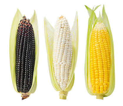 Still Life of Three Color Fresh Corn Cobs