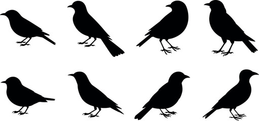 Fototapeta premium Title: Bird silhouette vector set with various standing poses for nature emblem designs wildlife logos and commercial branding projects