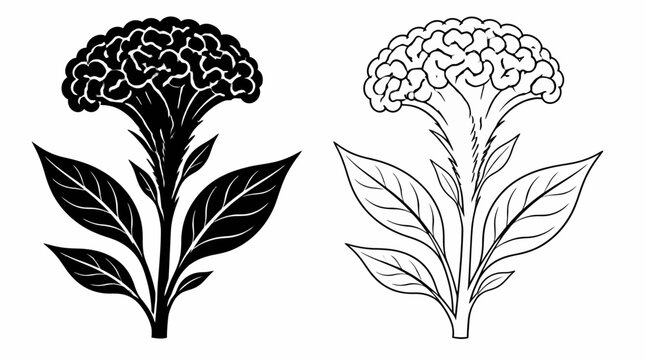 Celosia flower silhouettes in solid black and outline art styles