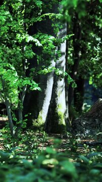 A forest is filled with tall trees and vibrant green leaves. Sunlight filters through the branches, creating patterns on the ground. Nature is alive with plants and sounds.