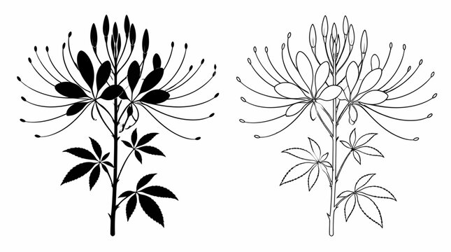 Cleome flower silhouette and line art illustration
