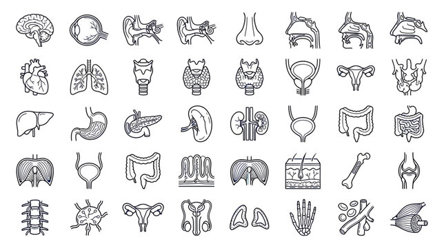 Hand-Drawn Human Anatomy Icons: Organs and Body Systems Collection