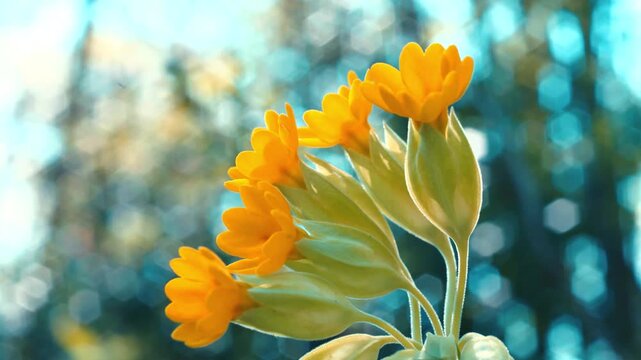 Yellow primrose flowers against a soft bokeh background