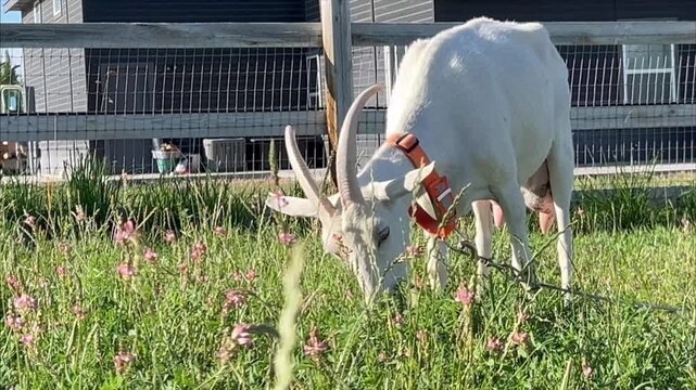 White goat eating fresh grass in a rural pasture beside a farmhouse, sustainable farming, healthy livestock, peaceful nature, countryside lifestyle, springtime.
