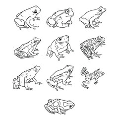 Obraz premium Realistic Frog Species Line Art Illustration Collection