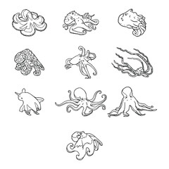 Obraz premium Detailed Octopus Species Outline Illustration Collection