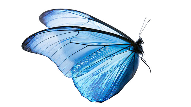 Vibrant blue morpho butterfly with delicate translucent wings, isolated on transparent background