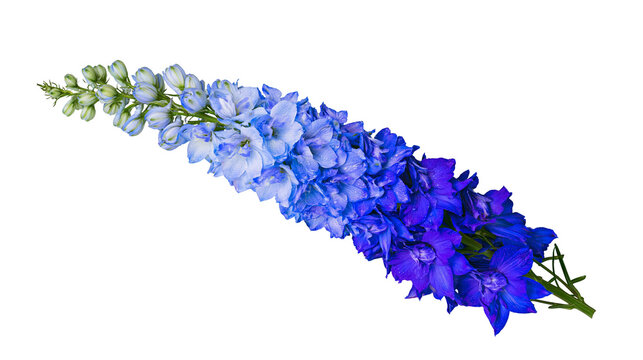 Blue delphinium flower stalk with gradient color, isolated on transparent background